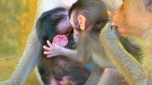 Omg.! Newborn baby monkey falls down from the high tree | Best Video Clip | Life of Monkeys