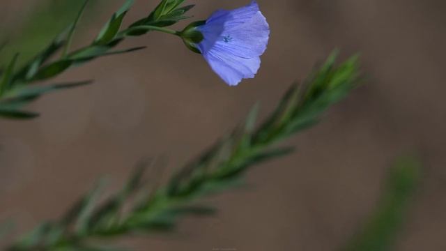 井上堯之 Solo Live 大阪Millibar 2015/11/1 смотреть онлайн