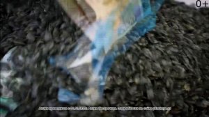 Семечки "Удачные", г.Абакан 0+