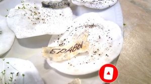 Проверка на всхожесть и вылущивание СЕМЯН ТАБАКА. Хранение семян табака в зип-пакетиках. Часть 3.