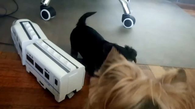 Мальчик мини Йорк смотреть онлайн