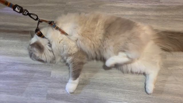 FAY GAGA GIGI BEBE 2023 COVER BY Ｂｒｉｄｇｅ　ｔｏ　ｔｈｅ　ｓｋｙ смотреть онлайн