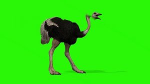 ФУТАЖ   СТРАУС  ХРОМАКЕЙ