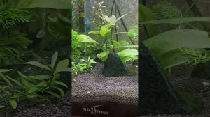 аквариум на 20 литров