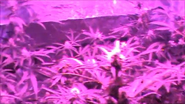 Got2Grow 400 watt LED Day 30 Bloom with a RANT смотреть онлайн