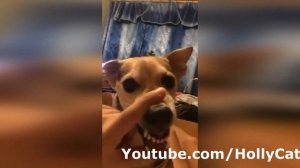 Чистит чистит пам парам, по утрам