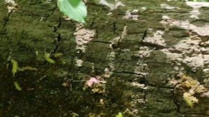 Трутовик серно жёлтый тсж начался в Крыму, я был удивлён от количества грибов, сбор грибов 2024