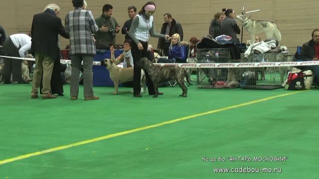 Выставка Фаворит 06 марта 2011 года Ринг Ка де Бо смотреть онлайн