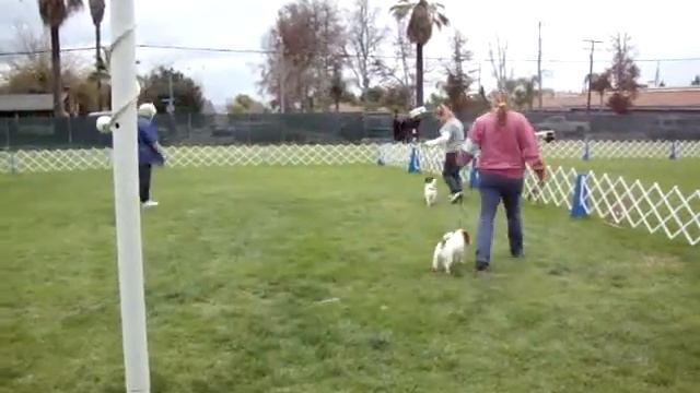 Ty earning his UKC Champion title смотреть онлайн