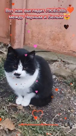 ЛЮБОВЬ МЕЖДУ ДОБРОМ И ЗЛОМ😻 ©DegDi🔥