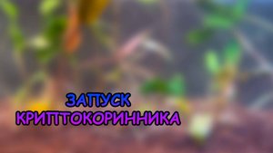 ОЧЕНЬ МНОГО КРИПТОКОРИН В ОДНОМ АКВАРИУМЕ