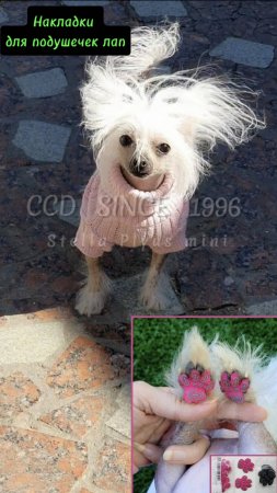 ccd #puppy #chinesecrested #китайскаяхохлатая #hairlessdog #лапки #животные #моясобака