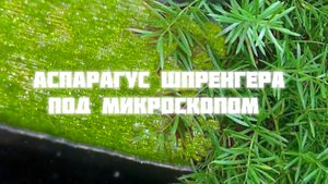 Лист Аспарагуса Шпренгера под микроскопом| Лист под микроскопом