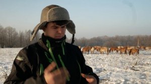 КАК ЛОШАДИ ЗИМУЮТ НА ВОЛЕ