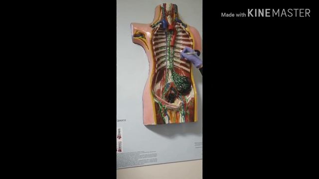 Posterior Mediastinum