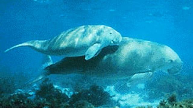 Gulf of Mannar Marine National Park | Wikipedia audio article смотреть онлайн