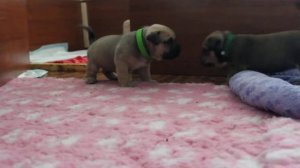 Щенки Кадебо