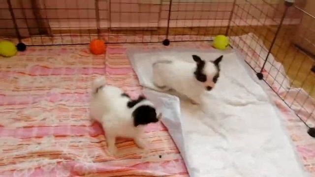 Неудержимая тройка братцев богатырей