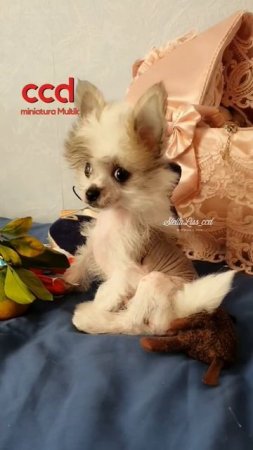 #puppy #chinesecrested #hairlessdog #китайскаяхохлатая #shortsvideo #ccd #миникхс#миникхс#мультик