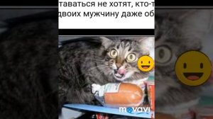 Кот?????