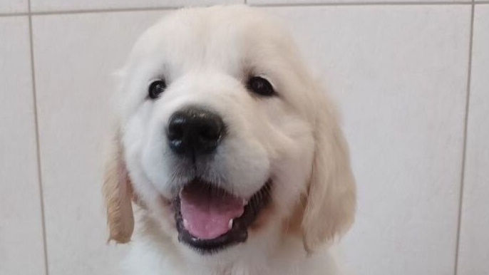 Щенки золотистого ретривера ( голден) - Golden Retriever Puppies