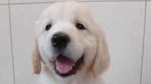 Щенки золотистого ретривера ( голден) - Golden retriever puppies