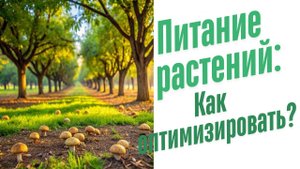 Оптимизация питания растений.
