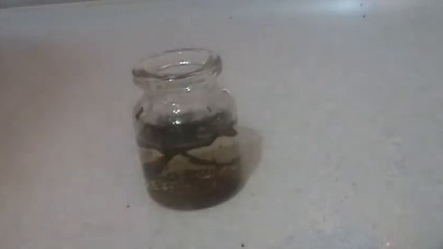 Делаем зелье для дерева) смотреть онлайн