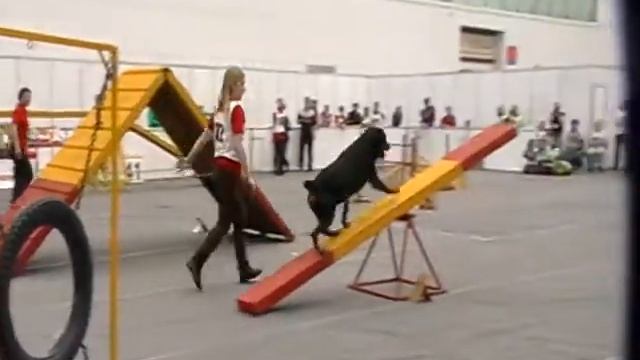 ротвейлер Бакс