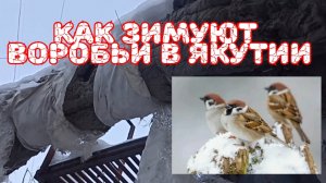 Как зимуют воробьи в Якутии