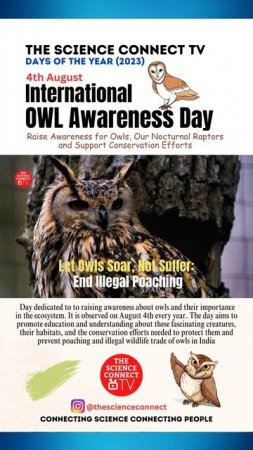 International Owl Awareness Day #owl #birds #shorts