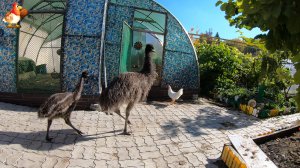 Эму 114 дней и лучше купаться, чем с курами общаться 💦🐔😂