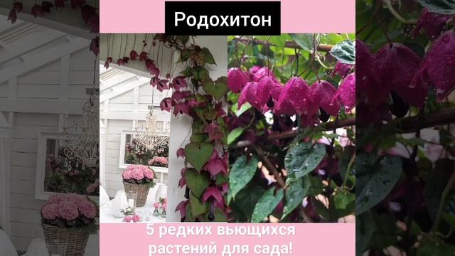5 редких вьющихся растений для украшения вашего сада! #сад