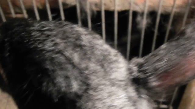 Кролики в яме Задвижка смотреть онлайн