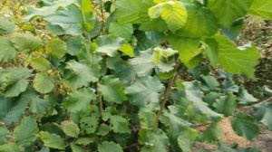 ФУНДУК кавказ(морозовский) 2022 🌳🌳🌳