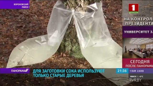 Лесхозы Беларуси приступили к заготовке берёзового сока. Панорама смотреть онлайн