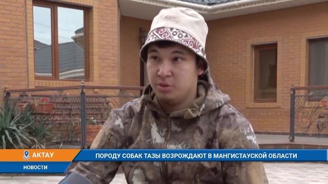 ПОРОДУ СОБАК ТАЗЫ ВОЗРОЖДАЮТ В МАНГИСТАУСКОЙ ОБЛАСТИ
