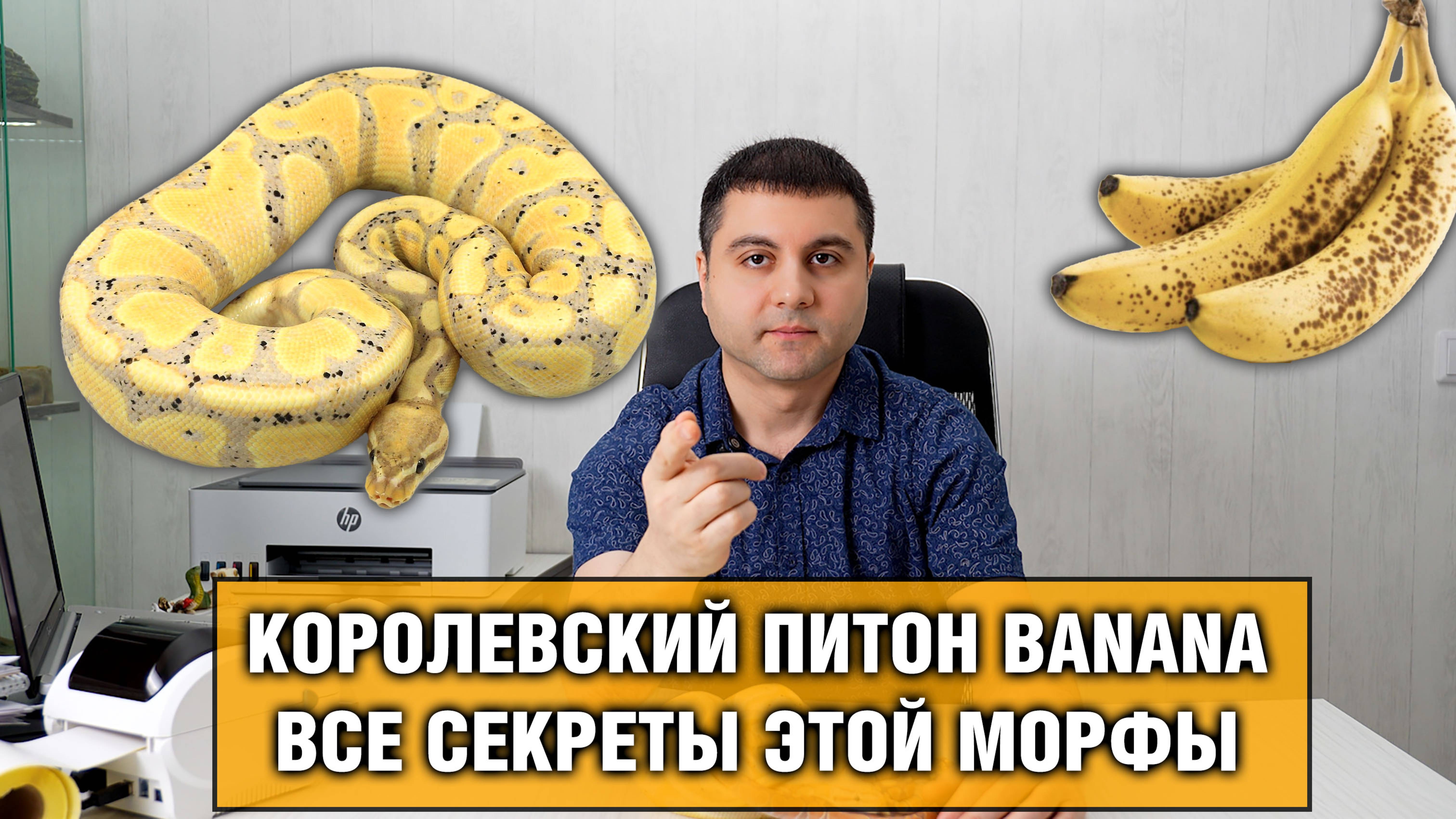 Королевский питон Banana — Все секреты региусов с морфой Банана