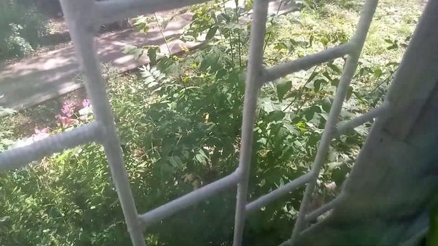 Готовим на зиму огурцы смотреть онлайн