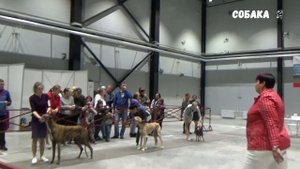 Борзые Собака я