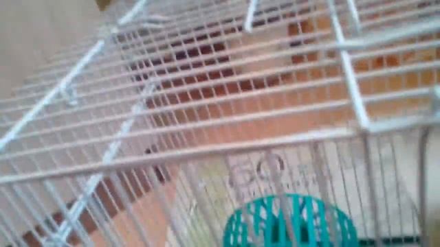 Все о клетке для хомяка смотреть онлайн
