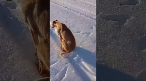 Охота с грейхаундами.