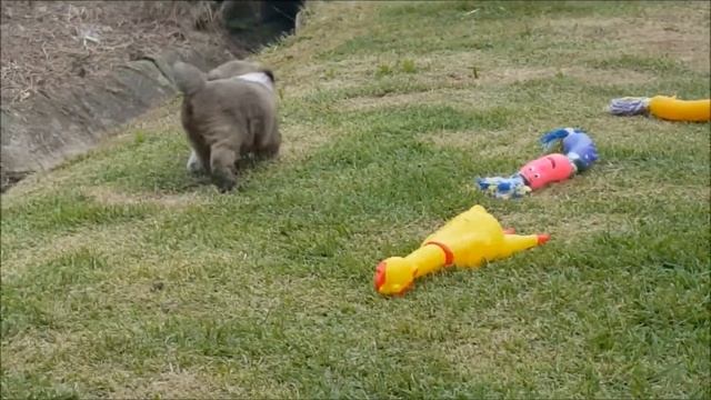 Lhasa Apso Fêmea dourado chip 433688