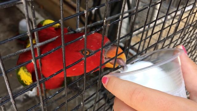 Попугайчик пьет айран из стаканчика смотреть онлайн