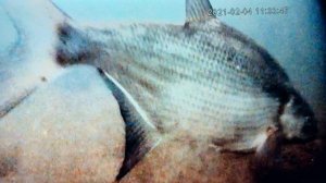 Как лещ ищет наживку.Из былого наглядно для рыбака.