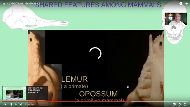 Mesozoic mammals смотреть онлайн