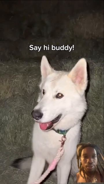 #husky #dog #funny #siberianhusky #puppy #pet #cute #comedy #amp #explore #fyp #relatable #foryou смотреть онлайн