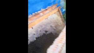 Сборка Гнезда в Зиму, пчеловодство для начинающих