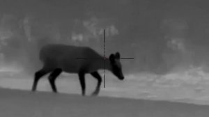 Pulsar thermion 2 XQ 50 pro Deer