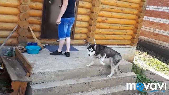 #короткоевидео #собака #ХАСКИ. 🐾Осторожно- злая #собака!